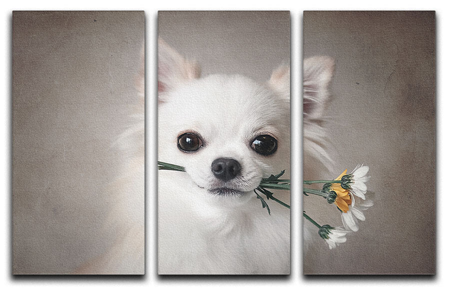 A beautiful 3-panel canvas print featuring a Chihuahua surrounded by colorful flowers, perfect for home decor.