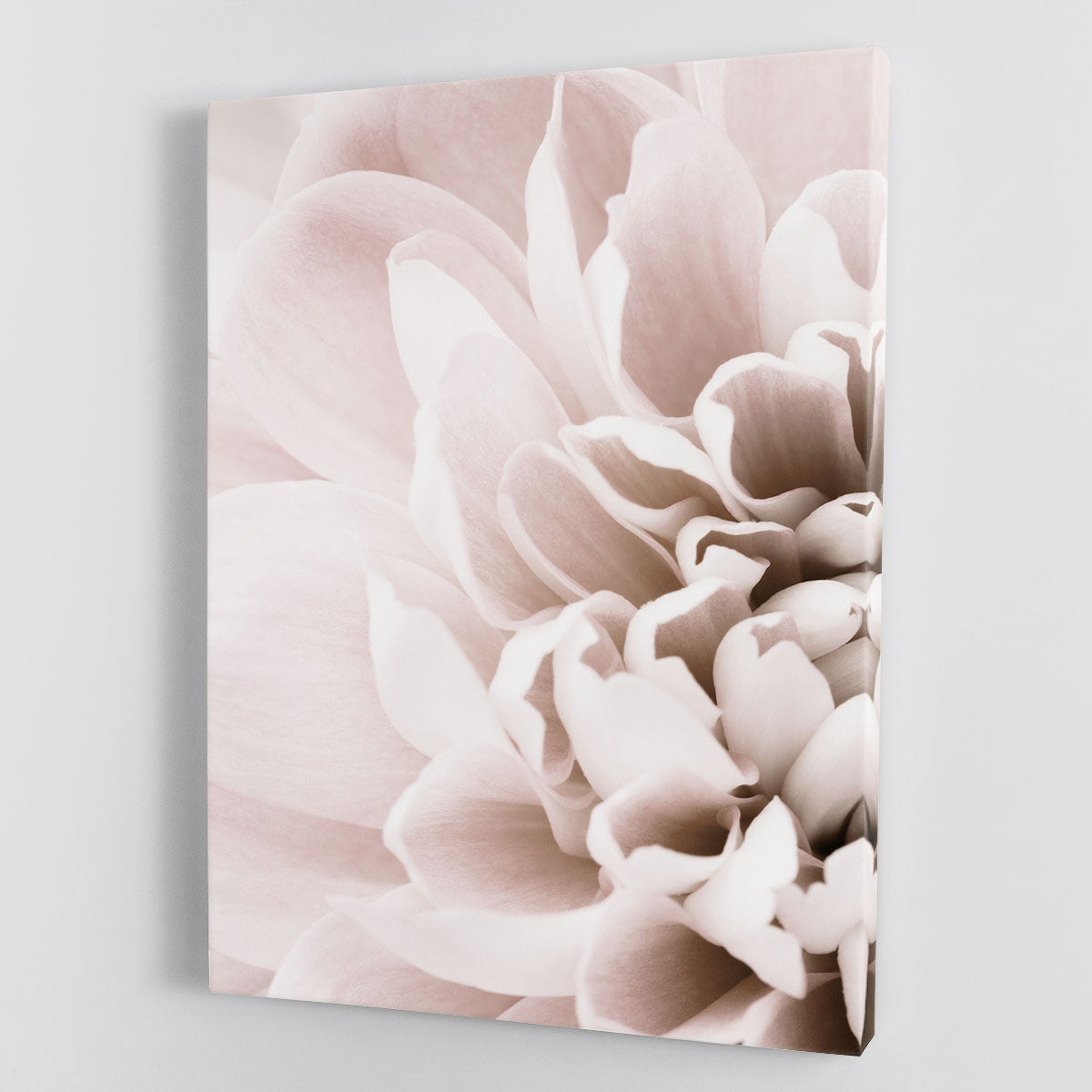 Chrysanthemum No 02 canvas print featuring vibrant colors and intricate floral details, perfect for home decor.
