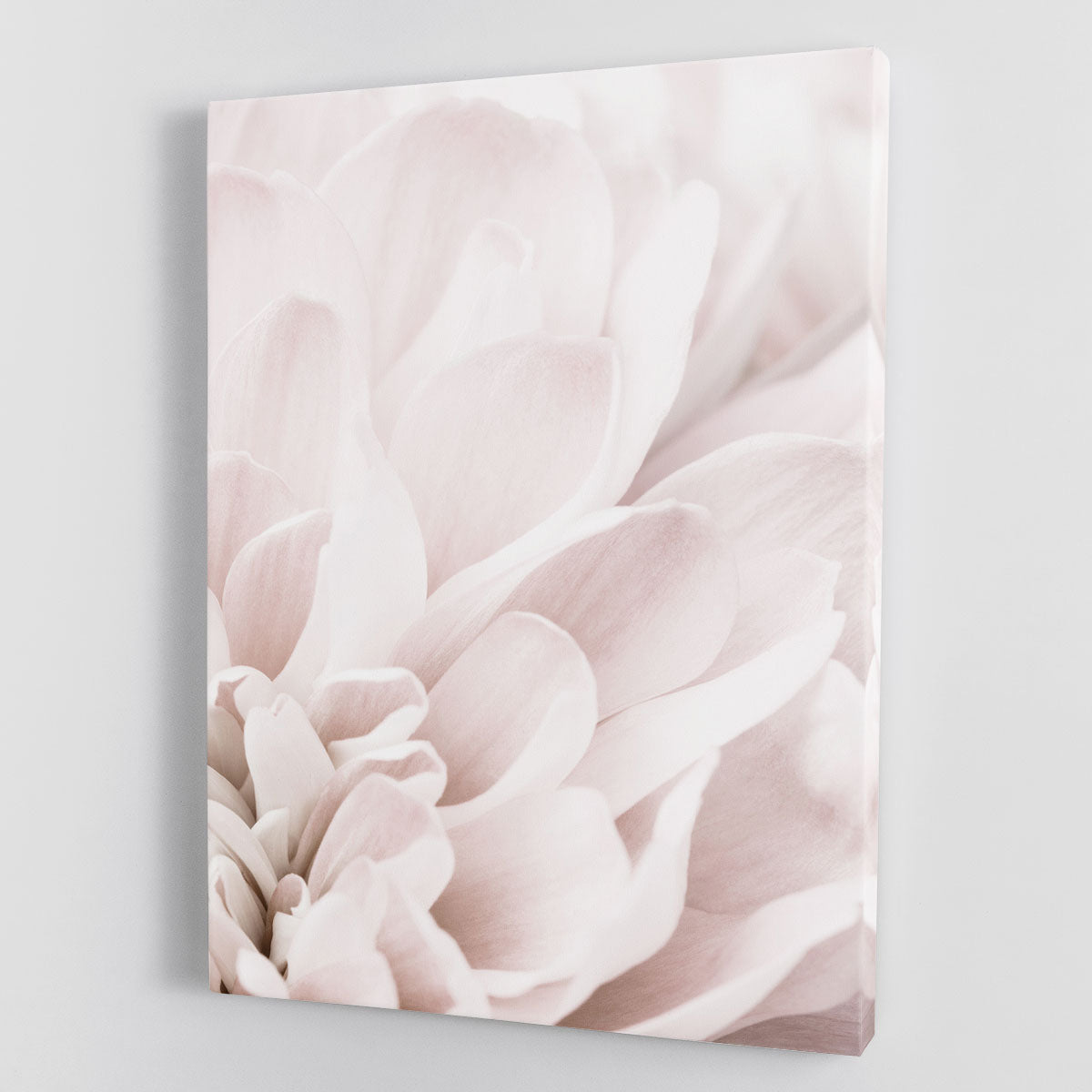 Chrysanthemum No 04 canvas print featuring vibrant colors and intricate floral details, perfect for home or office decor.