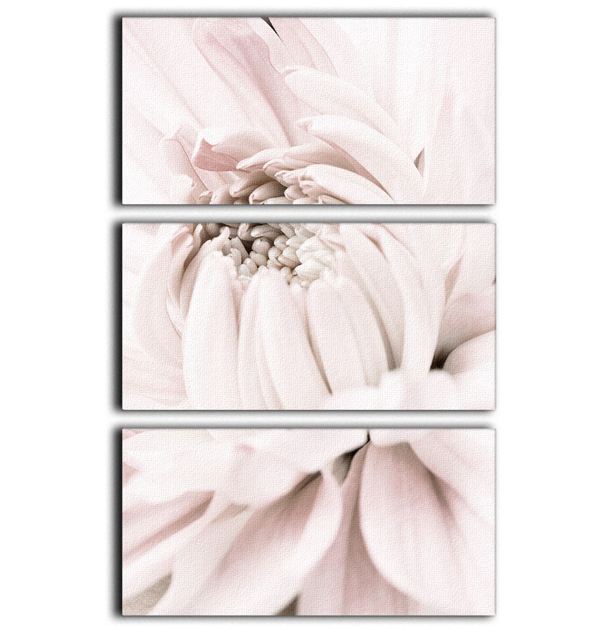Chrysanthemum No 05 3 Split Panel Canvas Print featuring vibrant floral design across three panels.