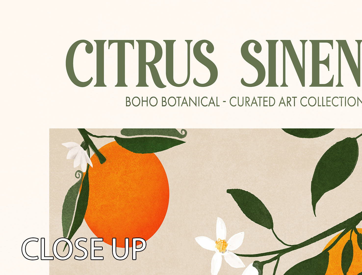 Citrus Sinensis 3 Split Panel Canvas Print showcasing vibrant colors and elegant design, perfect for home decor.