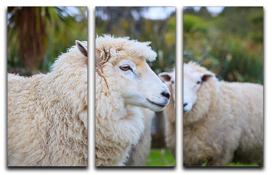Close-up face of a New Zealand Merino sheep on a 3-panel canvas print, showcasing its woolly texture and gentle expression.