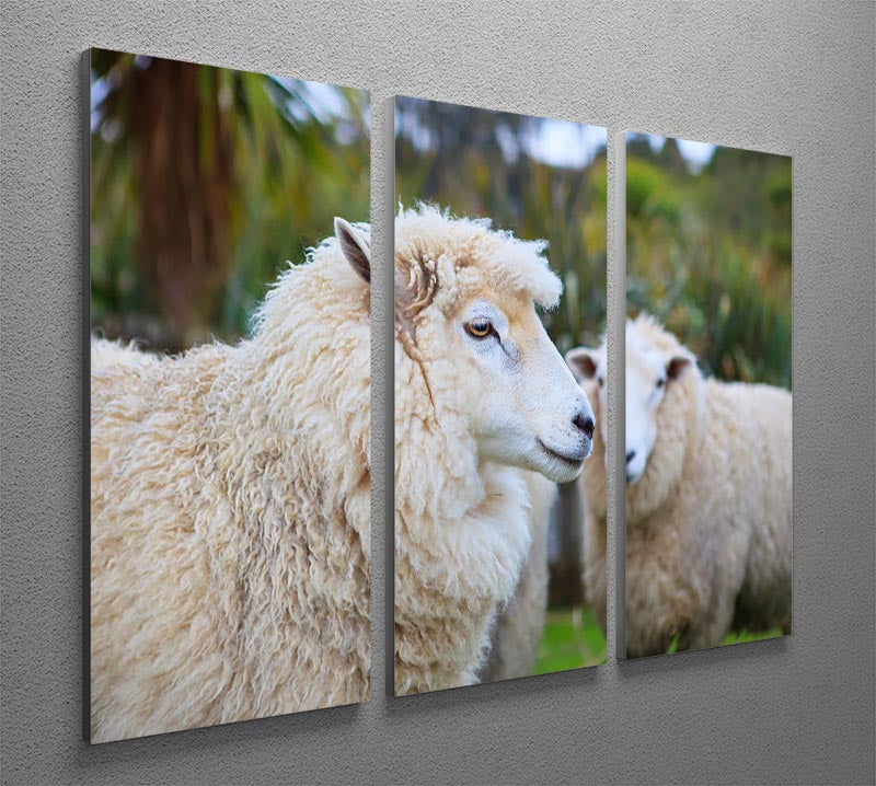 Close-up face of a New Zealand Merino sheep on a 3-panel canvas print, showcasing its woolly texture and gentle expression.