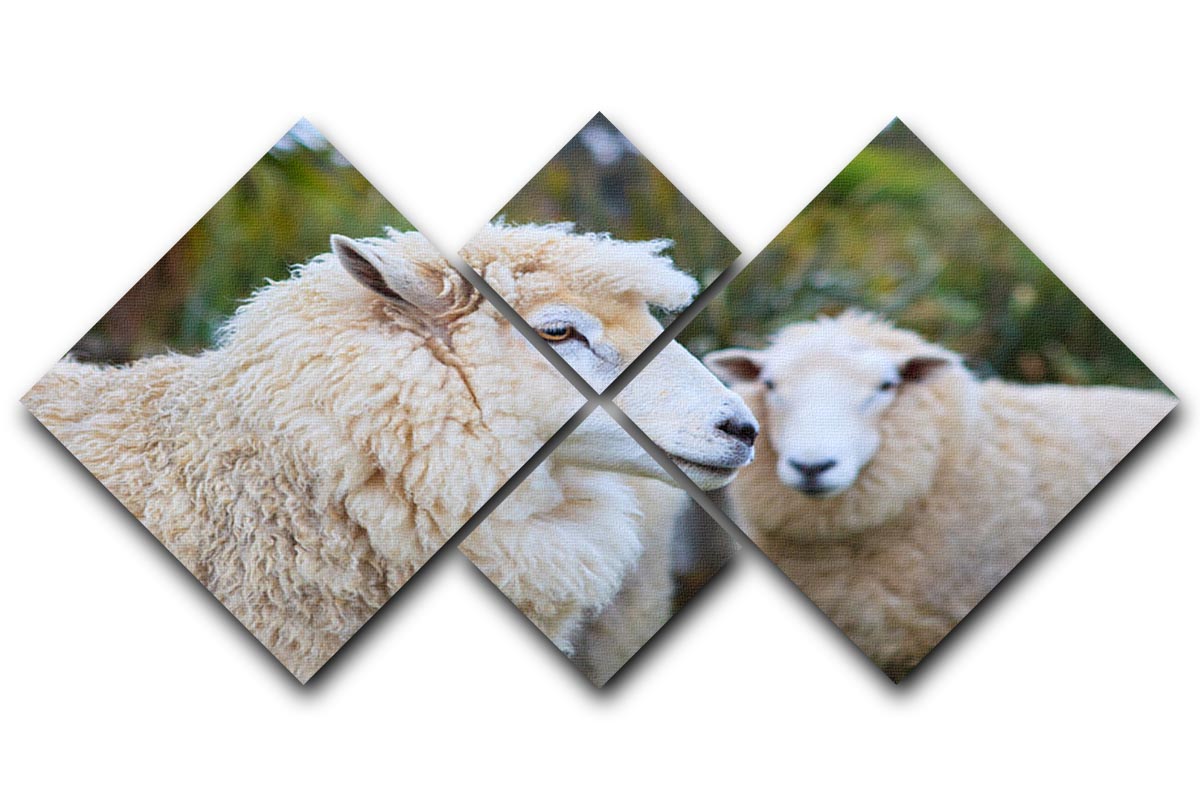 Close-up face of a New Zealand Merino sheep displayed on a 4 square multi-panel canvas, showcasing its soft wool and expressive eyes.
