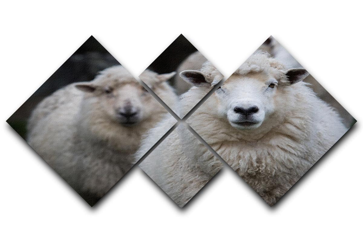 Close-up face of a New Zealand Merino sheep displayed in a 4-square multi-panel canvas artwork.