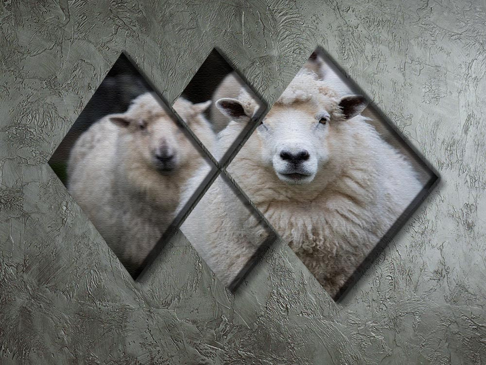 Close-up face of a New Zealand Merino sheep displayed in a 4-square multi-panel canvas artwork.