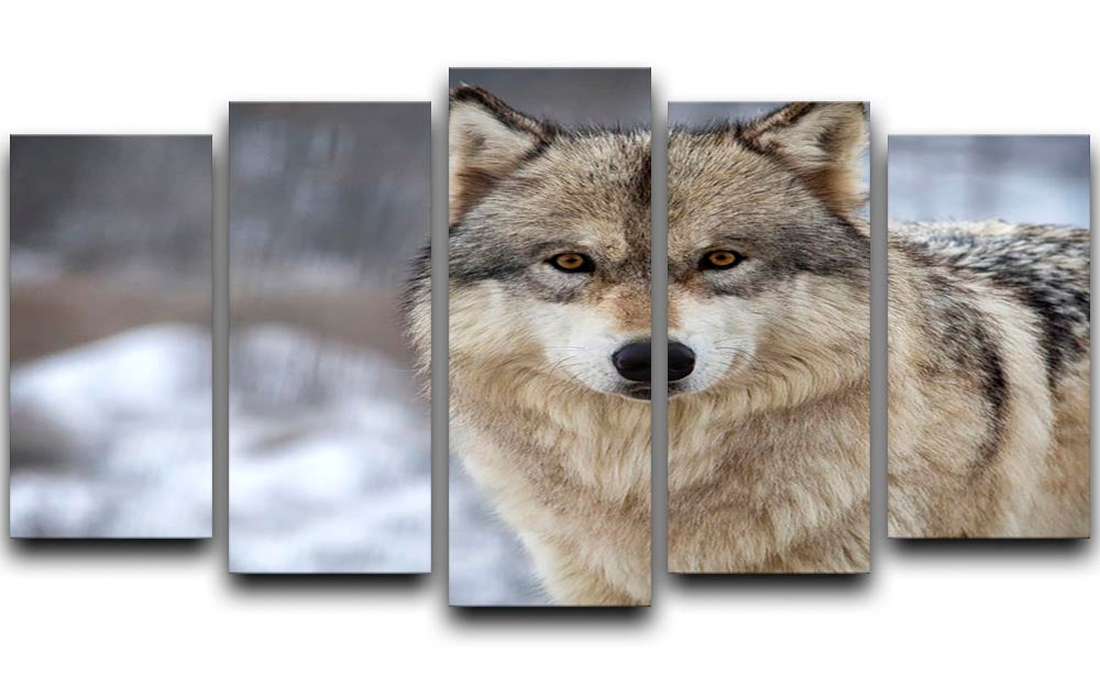 Close-up head and shoulders image of a Timber Wolf displayed in a 5-split panel canvas format, showcasing intricate details and vibrant colors.