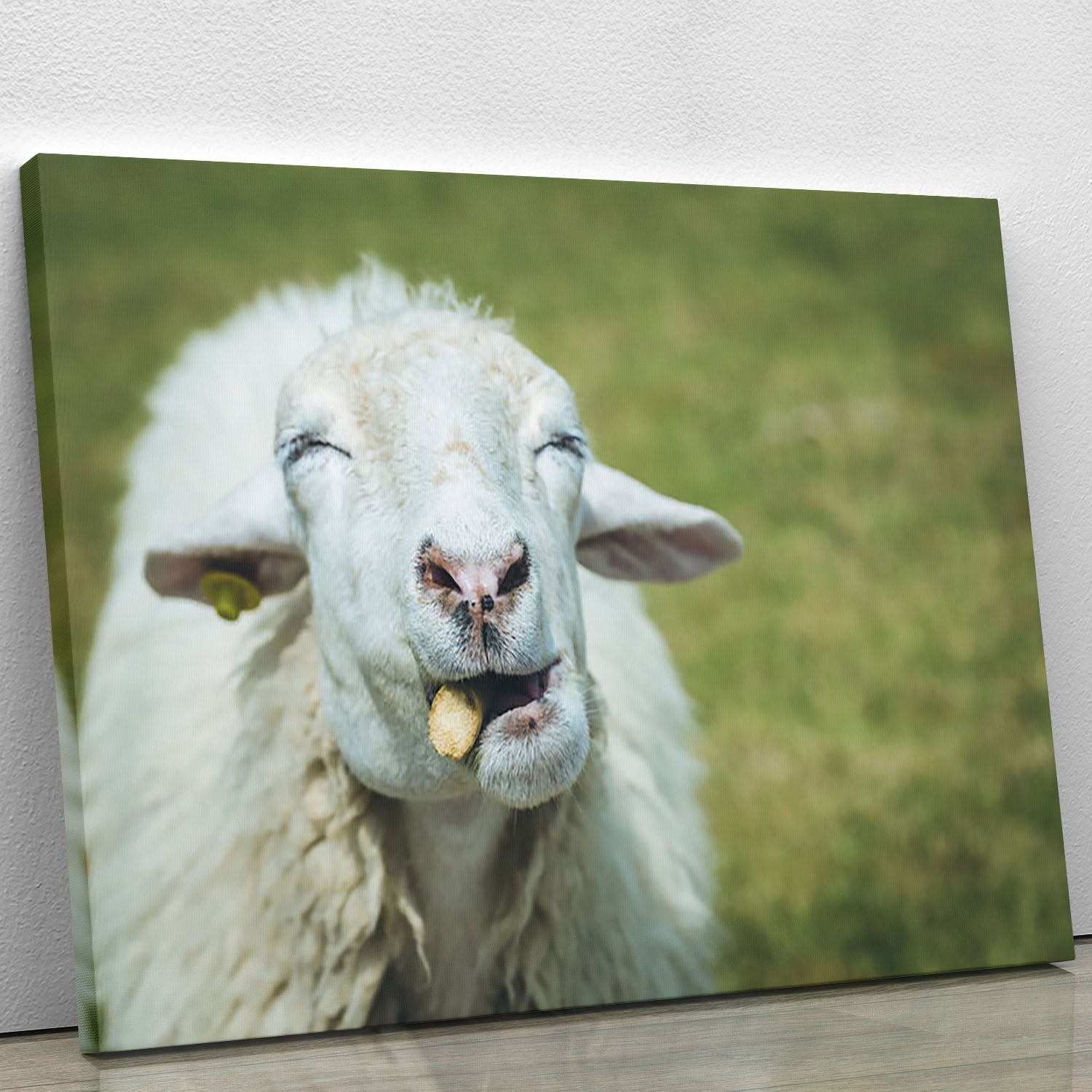 Close up head of a sheep on a farm, showcasing its detailed features and textures.