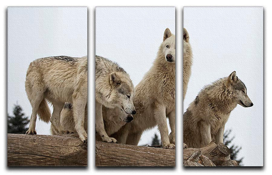 A captivating close-up image of a grey wolf pack displayed on a 3-panel canvas print, showcasing the beauty and strength of these majestic animals.