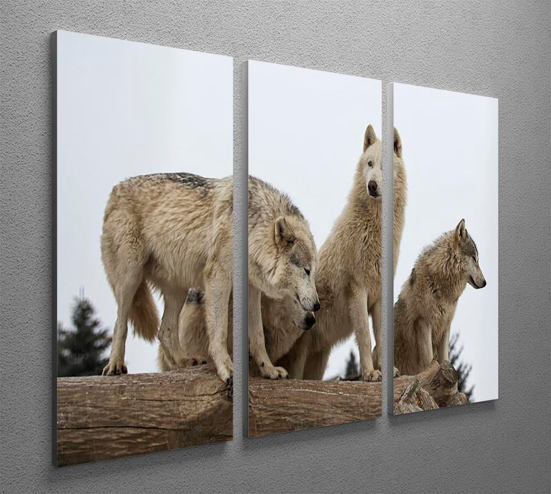 A captivating close-up image of a grey wolf pack displayed on a 3-panel canvas print, showcasing the beauty and strength of these majestic animals.