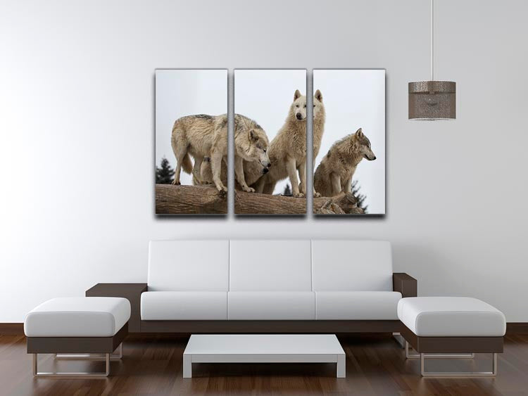 A captivating close-up image of a grey wolf pack displayed on a 3-panel canvas print, showcasing the beauty and strength of these majestic animals.
