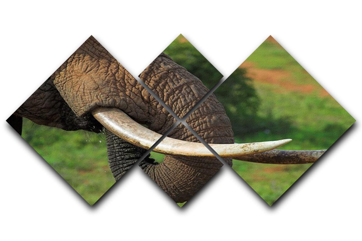 A close-up view of African elephant tusks displayed on a 4-square multi-panel canvas, showcasing intricate details and textures.