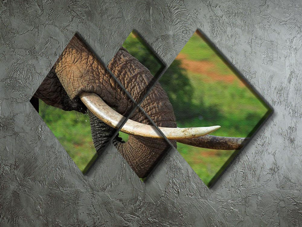A close-up view of African elephant tusks displayed on a 4-square multi-panel canvas, showcasing intricate details and textures.