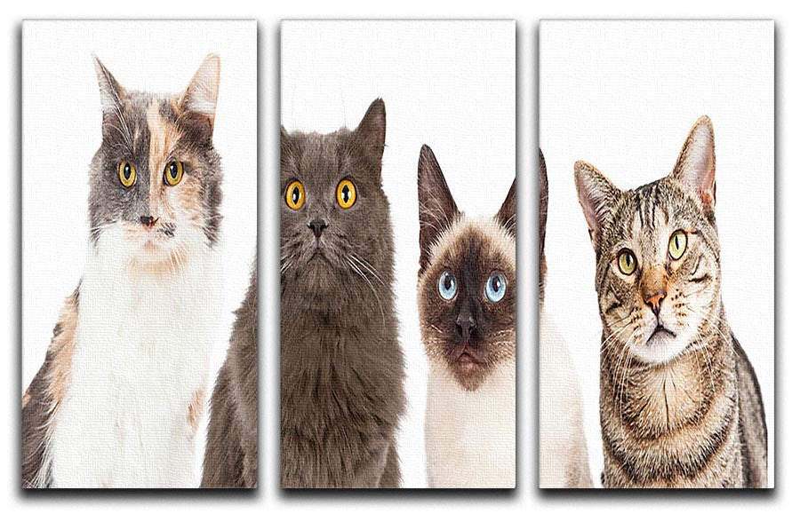 Close-up image of four different cat breeds looking forward, showcasing their unique features and expressions.