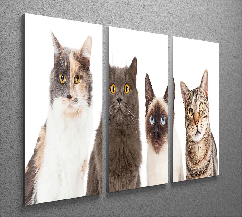 Close-up image of four different cat breeds looking forward, showcasing their unique features and expressions.