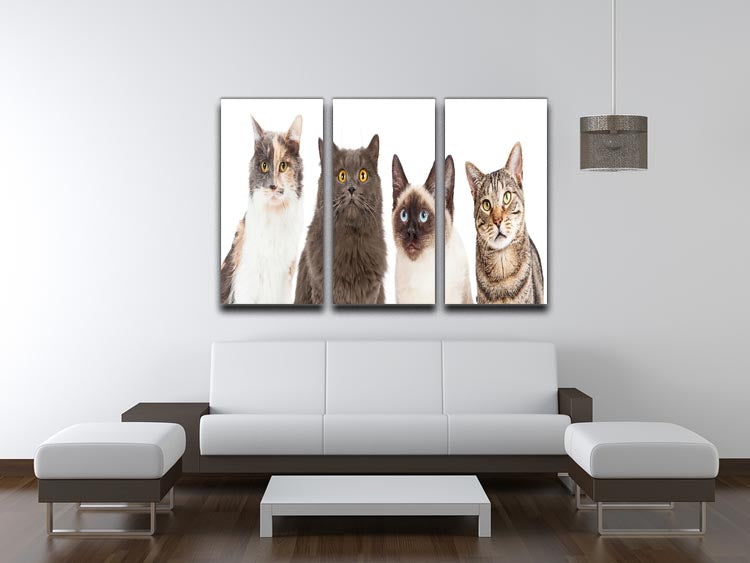 Close-up image of four different cat breeds looking forward, showcasing their unique features and expressions.