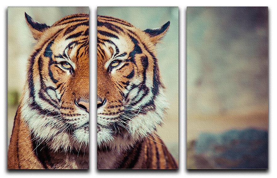 Close-up of a tiger's face on a 3-panel canvas print, showcasing intricate details and vibrant colors.