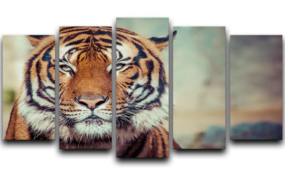 A close-up view of a tiger's face displayed on a 5 split panel canvas, showcasing intricate details and vibrant colors.