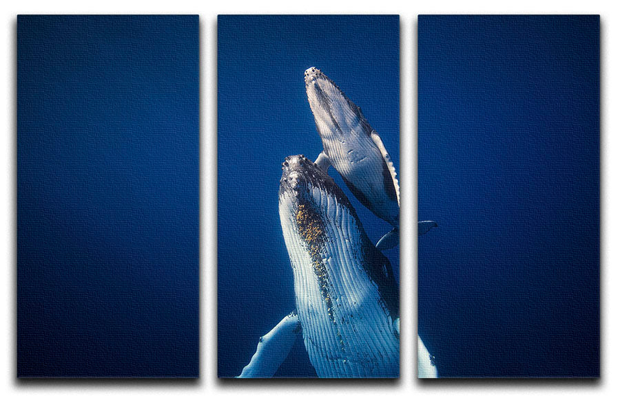 Three-panel canvas print featuring abstract art, enhancing modern decor with vibrant colors and elegant design.