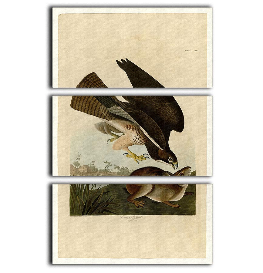 Three-panel canvas print featuring a Common Buzzard, showcasing intricate details and vibrant colors.