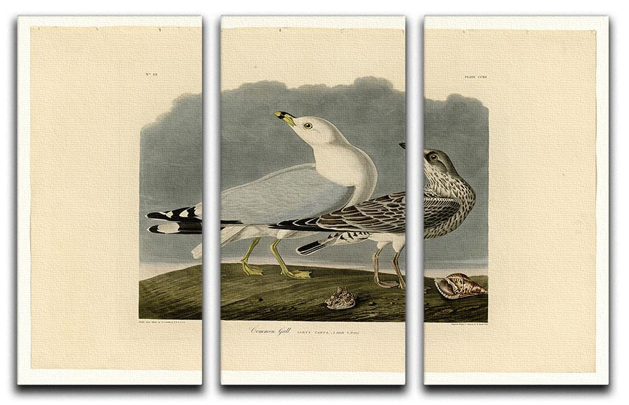 A beautiful 3-panel canvas print featuring a Common Gull, showcasing vibrant colors and intricate details, perfect for home decor.