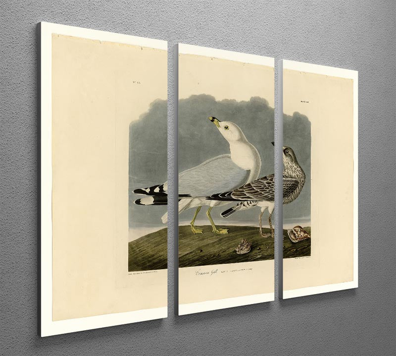 A beautiful 3-panel canvas print featuring a Common Gull, showcasing vibrant colors and intricate details, perfect for home decor.