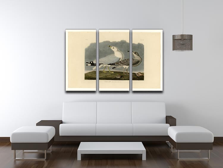 A beautiful 3-panel canvas print featuring a Common Gull, showcasing vibrant colors and intricate details, perfect for home decor.