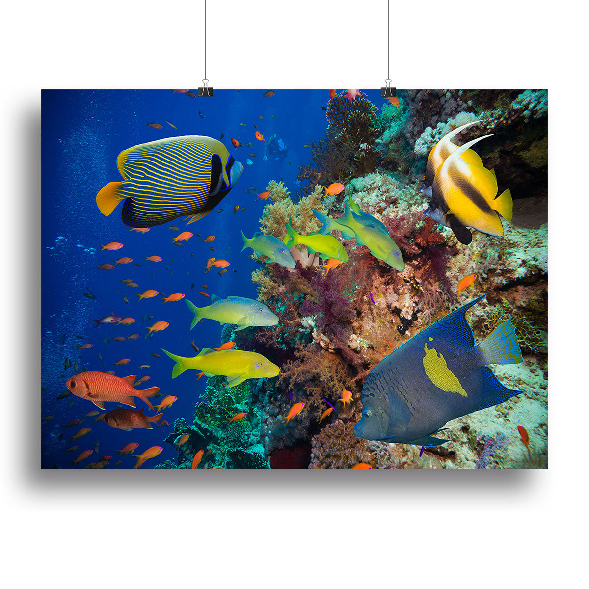 A vibrant canvas print of a coral reef in the Red Sea, showcasing colorful marine life and intricate coral formations.