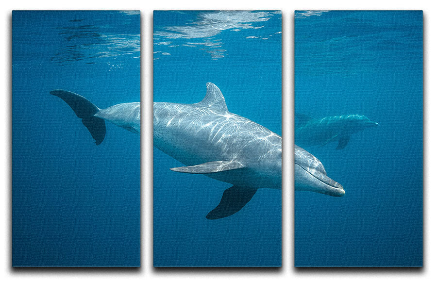Curious Dolphin 3 Split Panel Canvas Print featuring vibrant dolphin imagery across three panels.