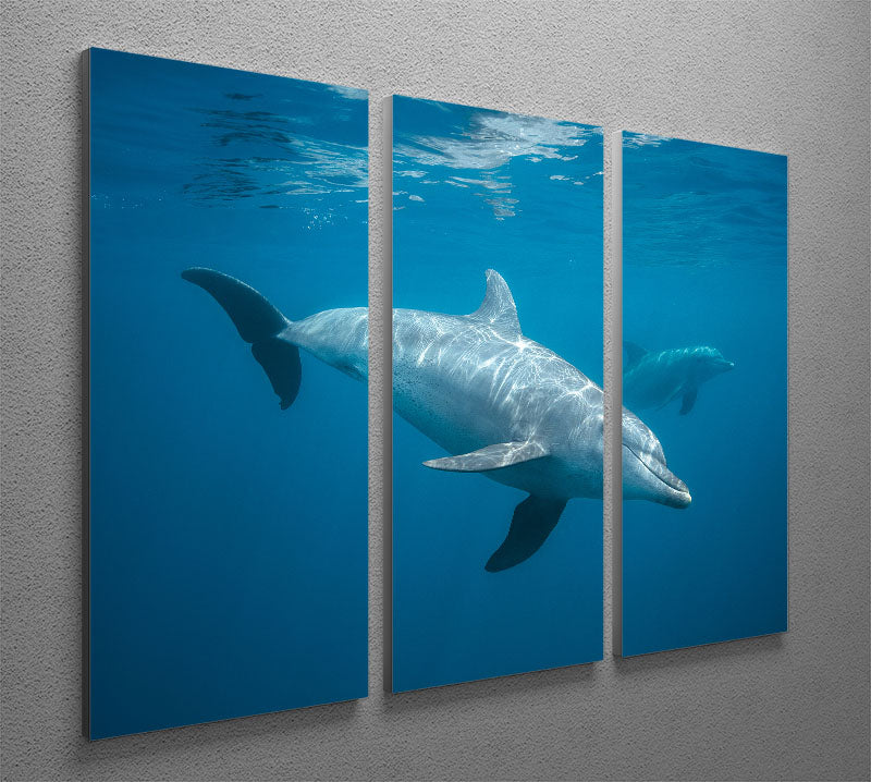 Curious Dolphin 3 Split Panel Canvas Print featuring vibrant dolphin imagery across three panels.