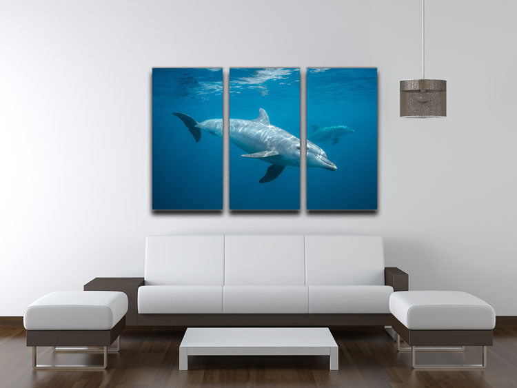 Curious Dolphin 3 Split Panel Canvas Print featuring vibrant dolphin imagery across three panels.