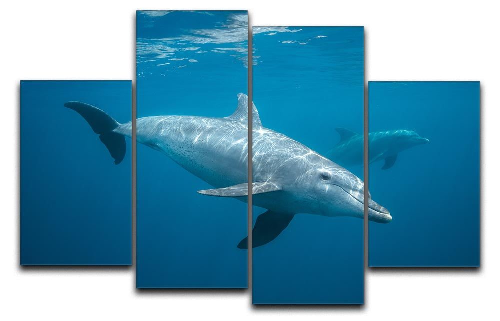 Curious Dolphin 4 Split Panel Canvas artwork featuring vibrant dolphins in a dynamic split design.