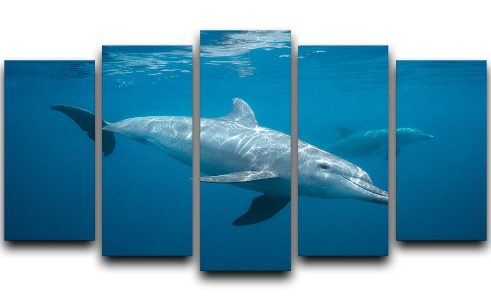 Curious Dolphin 5 Split Panel Canvas artwork featuring a vibrant dolphin design across five panels.