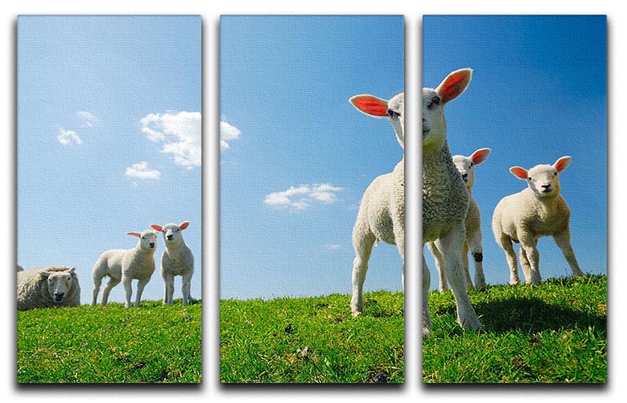 Three-panel canvas art featuring curious lambs looking at the camera, perfect for home decor.