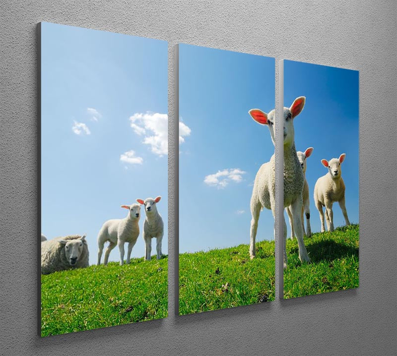 Three-panel canvas art featuring curious lambs looking at the camera, perfect for home decor.