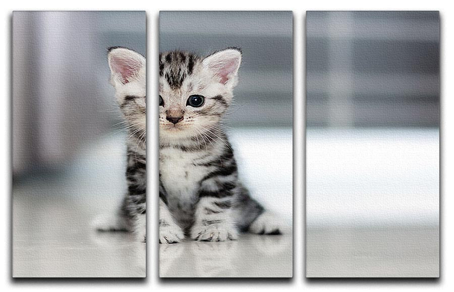 Cute American Shorthair kitten depicted in a vibrant 3-panel canvas print, perfect for home decor.