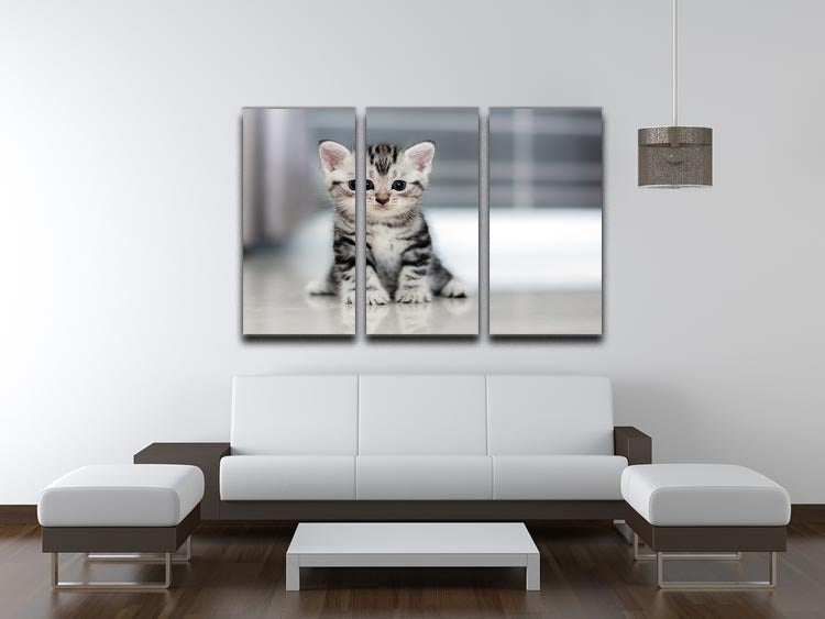 Cute American Shorthair kitten depicted in a vibrant 3-panel canvas print, perfect for home decor.
