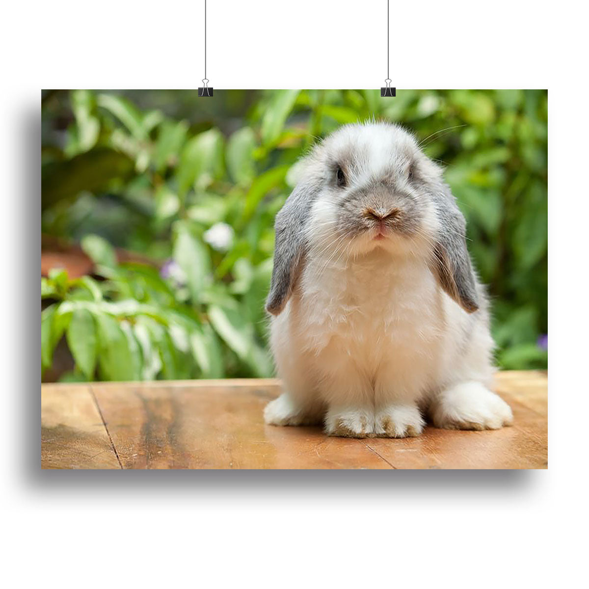 Cute Holland Lop rabbit canvas print featuring a charming design, perfect for home decor.