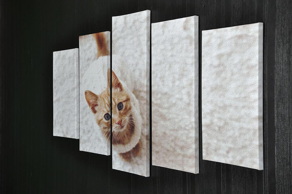 A cute little kitten wearing a warm knitted sweater displayed on a 5-split canvas, creating a charming and dynamic artwork.