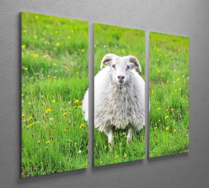 A charming sheep in Iceland staring into the camera, featured on a 3-panel canvas art piece, perfect for home decor.