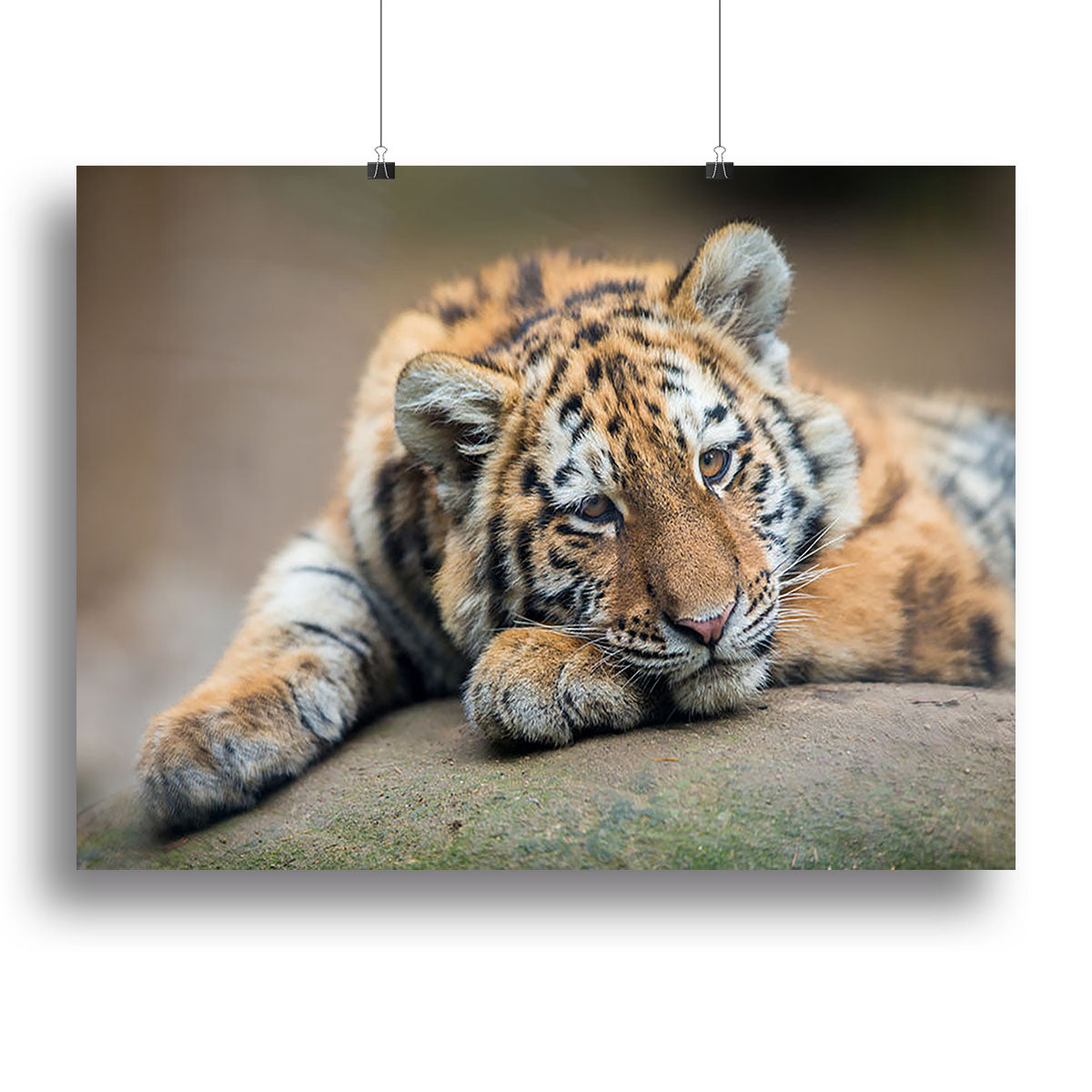 A cute tiger cub resting lazily on a canvas print, showcasing vibrant colors and intricate details, perfect for home decor.
