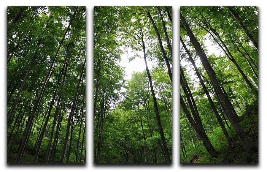 Deciduous Forest 3 Split Panel Canvas Print showcasing vibrant trees and nature scenery.