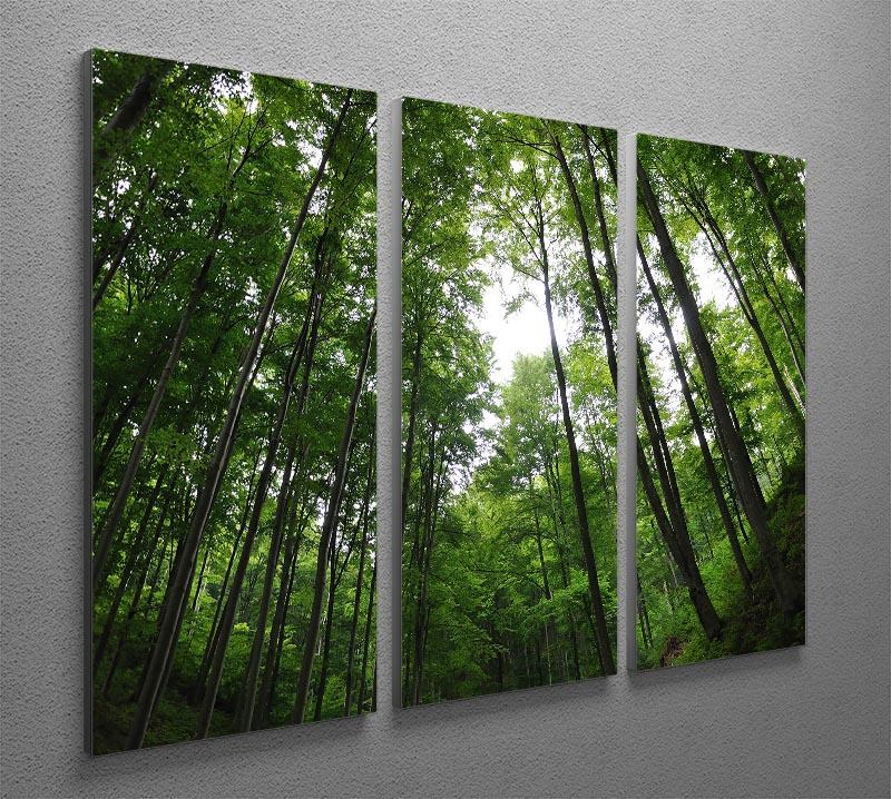 Deciduous Forest 3 Split Panel Canvas Print showcasing vibrant trees and nature scenery.