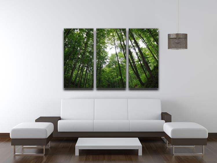 Deciduous Forest 3 Split Panel Canvas Print showcasing vibrant trees and nature scenery.
