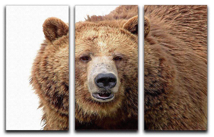 A detailed close-up portrait of a magnificent grizzly brown bear displayed on a 3-panel canvas art set.