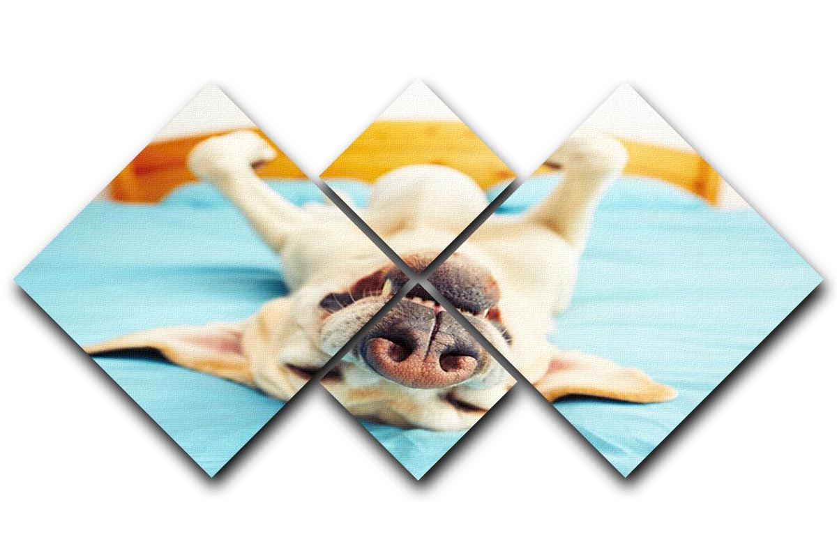 A four-panel canvas artwork featuring a dog lying on its back on a bed, showcasing a playful and relaxed pose.