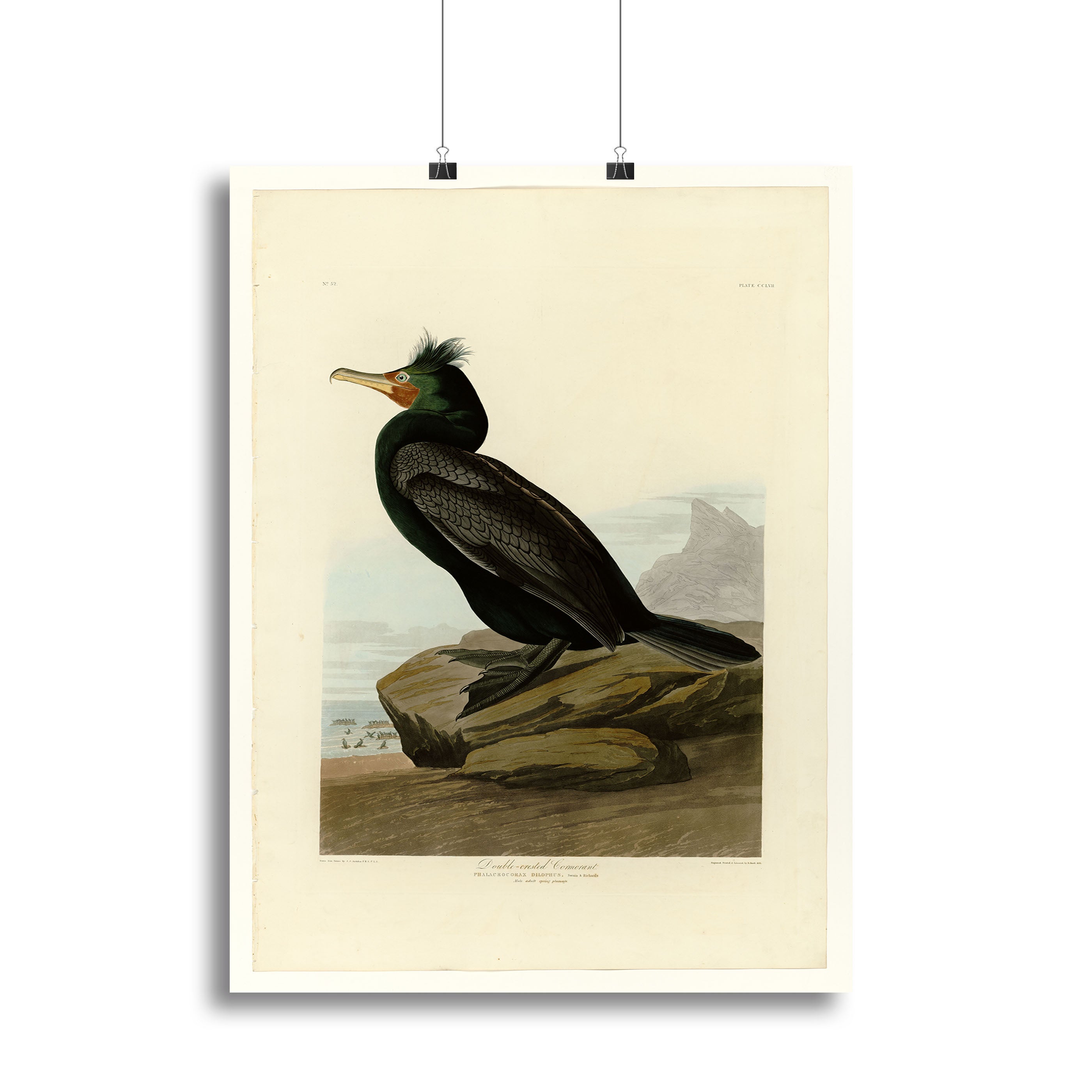 A beautiful canvas print of a Double Crested Cormorant, showcasing its striking features and natural elegance.