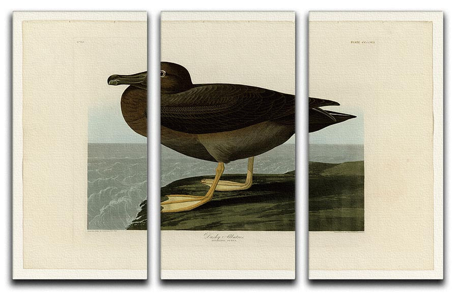 Dusky Albatros 3-panel canvas print featuring elegant bird imagery, perfect for home decor.