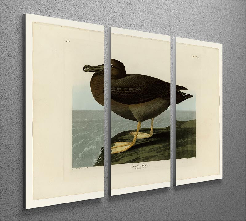 Dusky Albatros 3-panel canvas print featuring elegant bird imagery, perfect for home decor.
