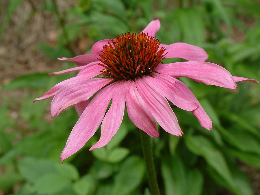 Echinacea purpurea, also known as Coneflower, showcasing vibrant purple blooms and cone-shaped flower heads in a garden setting.